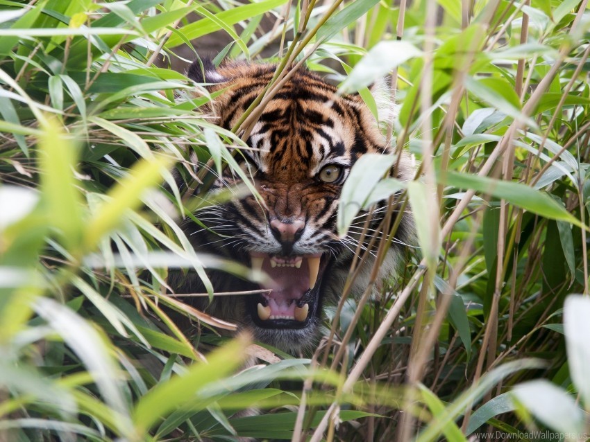 grass jaws predator rage teeth tiger wallpaper PNG images with no limitations