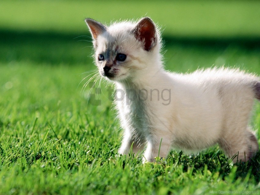 grass kitten walk wallpaper PNG Image with Transparent Isolation