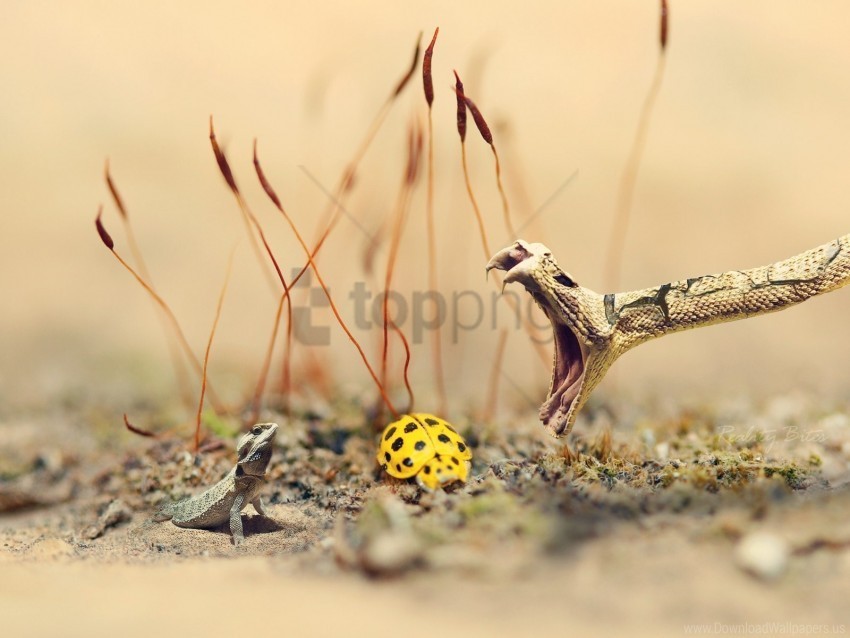 grass ladybug lizard sand snake wallpaper PNG files with clear backdrop collection