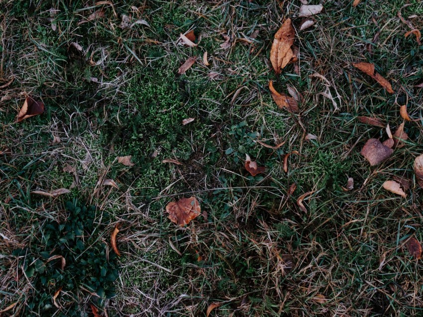 grass leaves autumn fallen foliage Free PNG transparent images
