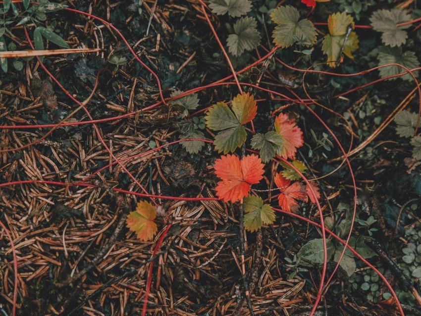 grass leaves autumn forest Isolated Artwork in Transparent PNG Format