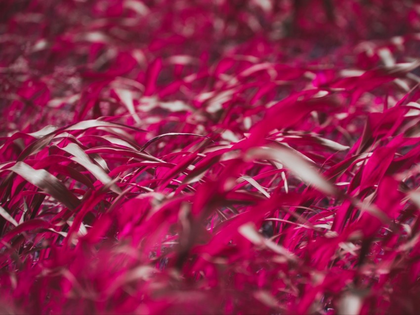 grass leaves pink plant macro PNG files with alpha channel