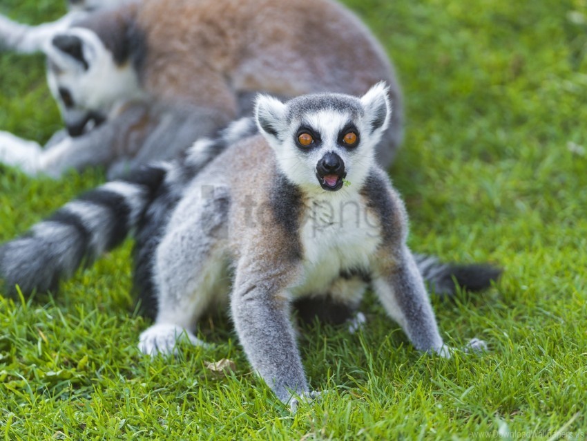grass lemur screaming surprise wallpaper PNG graphics with transparency