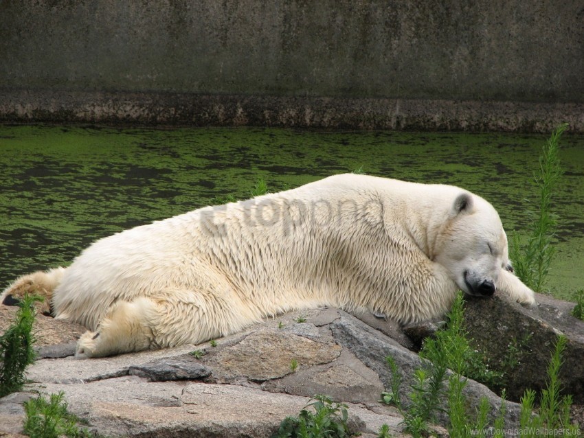 grass lying polar bear wallpaper PNG with clear transparency
