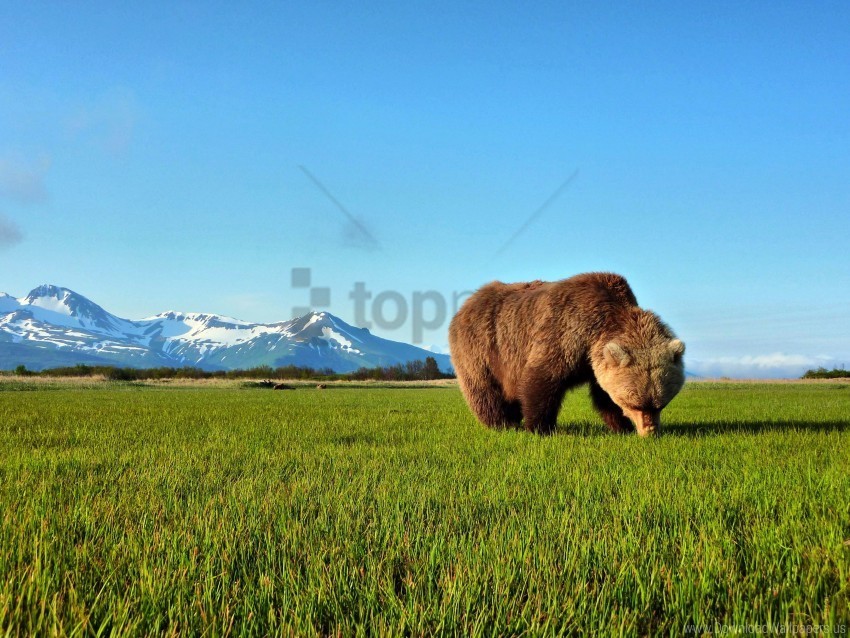 grass mountain snow teddy bear the horizon the sky wallpaper Transparent PNG images complete package