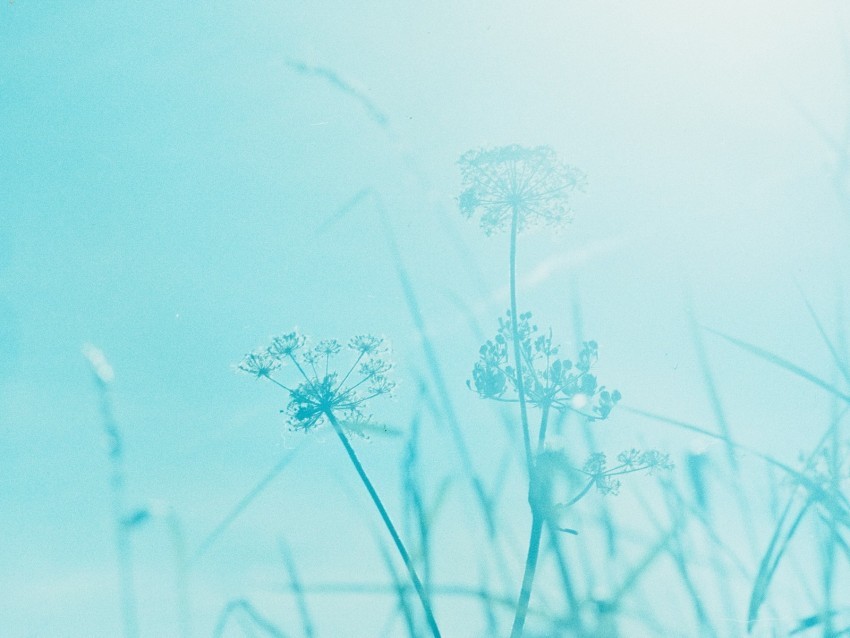 grass plant inflorescences blue PNG free download transparent background