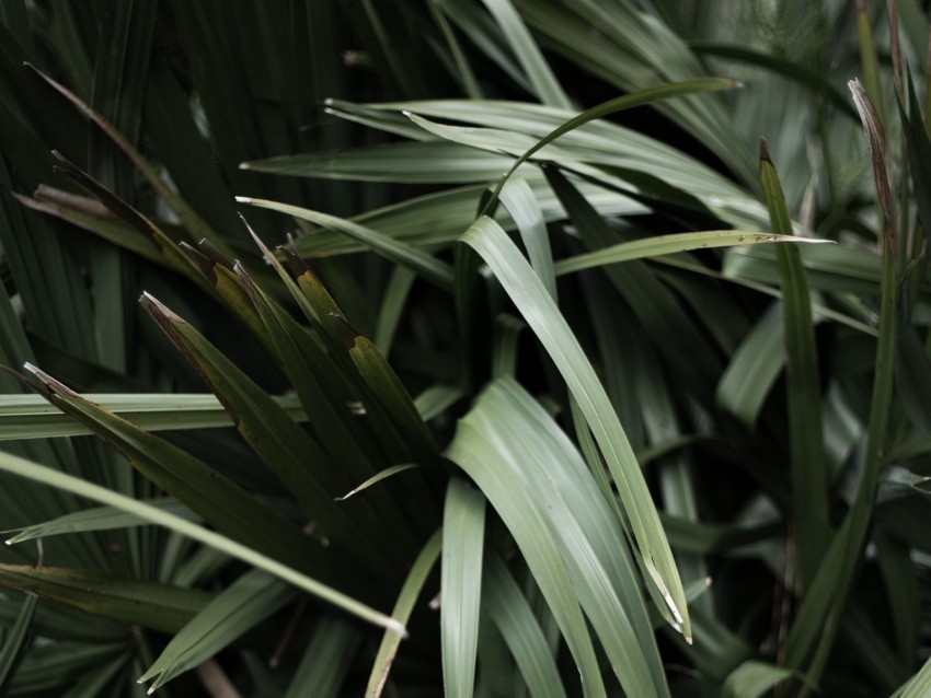 grass plant leaves green blur closeup PNG images with transparent space