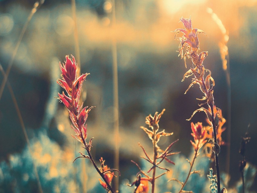 grass plant sunlight glare blur PNG download free 4k wallpaper