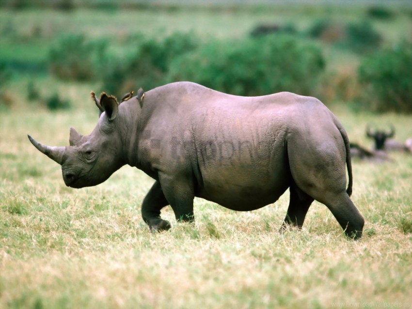 grass rhino walk wallpaper Isolated Artwork on Transparent Background PNG