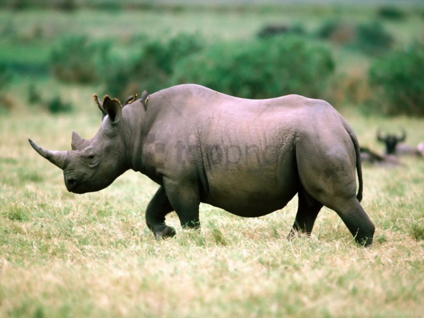 Grass Rhino Walk Wallpaper Isolated Artwork On Transparent Background PNG