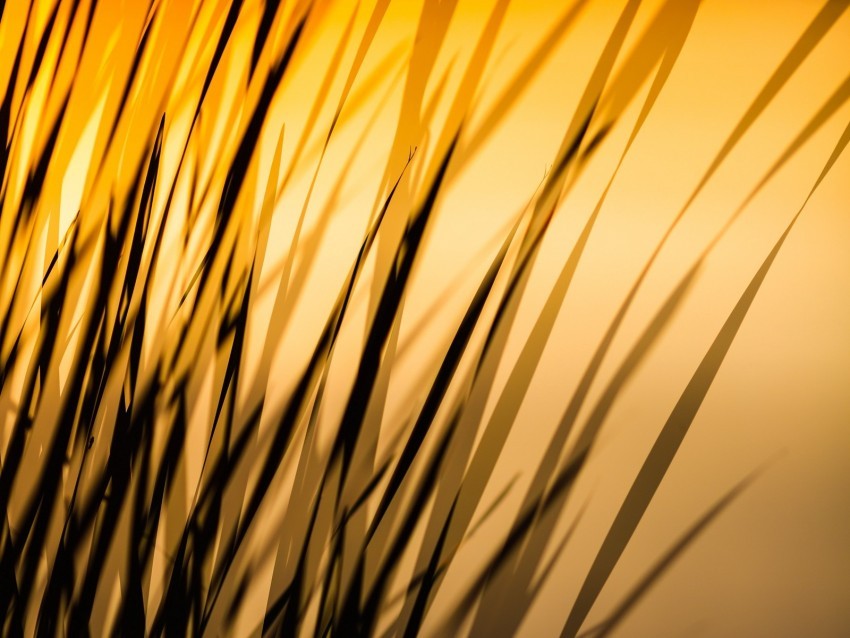 grass shadow dark lines plant High-quality transparent PNG images