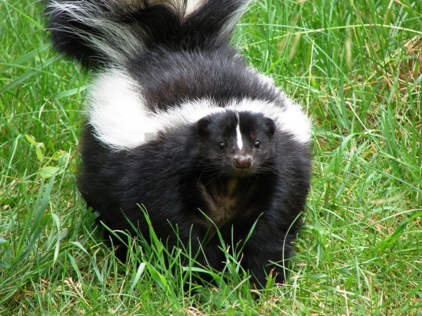 grass skunk thick walk wallpaper Transparent PNG Isolated Object with Detail