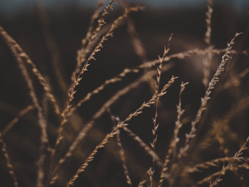 grass stalks spikelets plant macro closeup Isolated Graphic on Clear Transparent PNG