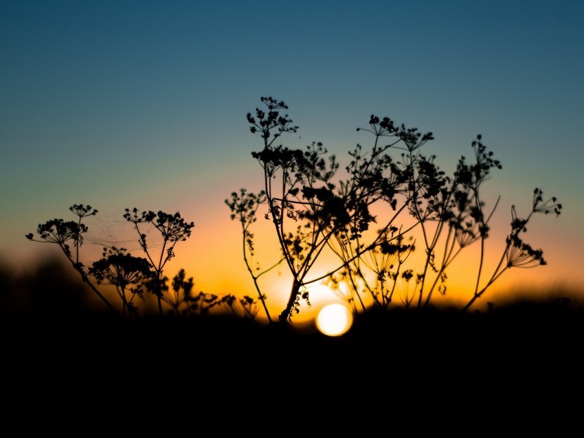 grass sunset sky sun blur PNG images for advertising 4k wallpaper