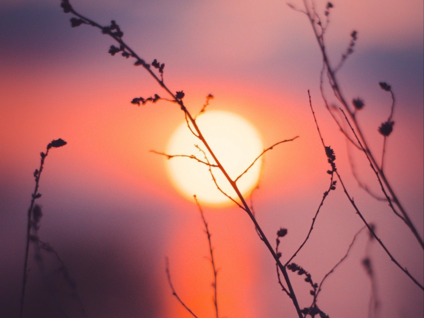 grass sunset sun macro PNG for t-shirt designs