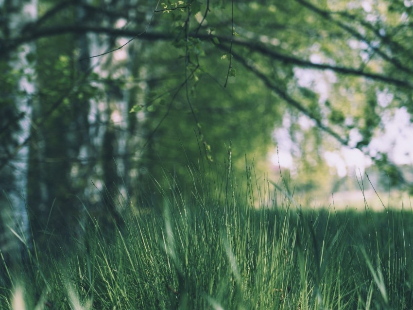 grass trees meadow branches greens PNG for t-shirt designs