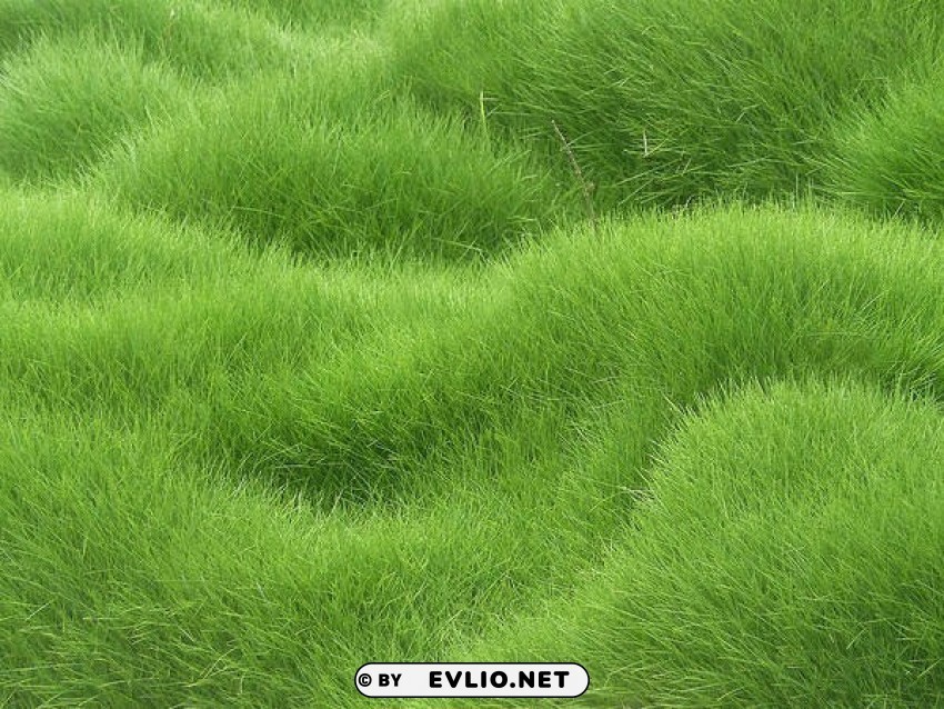grassy Clean Background Isolated PNG Design