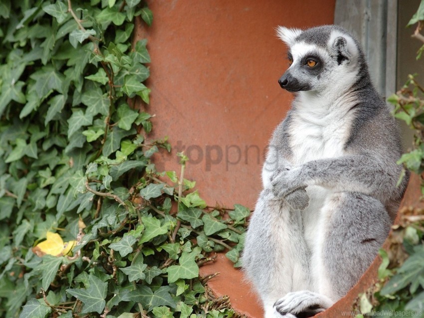 gray lemur old sit wallpaper PNG transparent design
