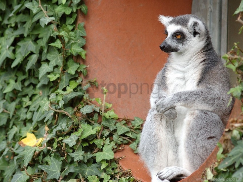 Gray Lemur Old Sit Wallpaper PNG Transparent Design