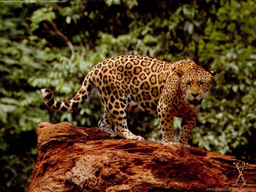 great jaguar wallpaper Free download PNG images with alpha channel diversity