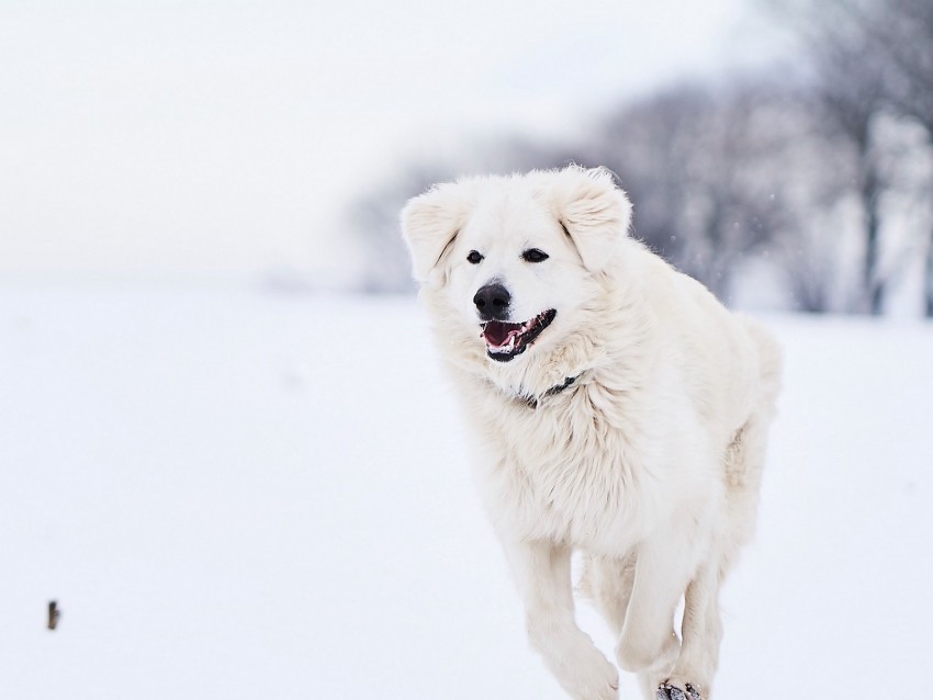 great pyrenees pyrenean mountain dog dog white snow running Clean Background PNG Isolated Art
