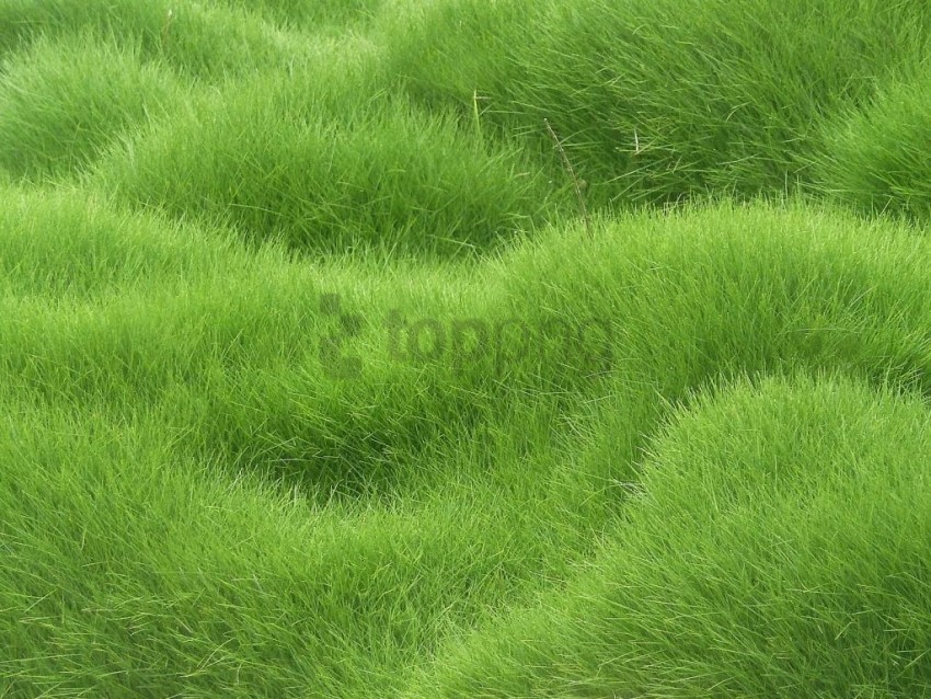 green texture Clean Background Isolated PNG Object background best stock photos - Image ID ccd9b3dc