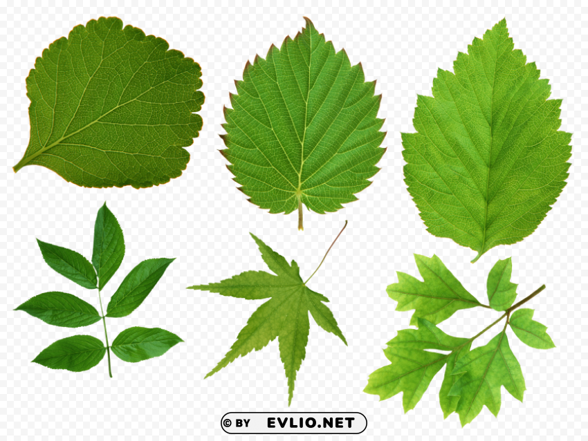 green leaves PNG images for banners