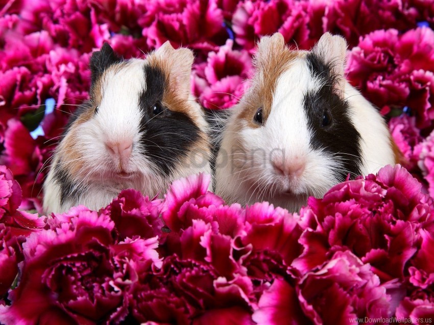 guinea pigs wallpaper PNG files with clear backdrop collection