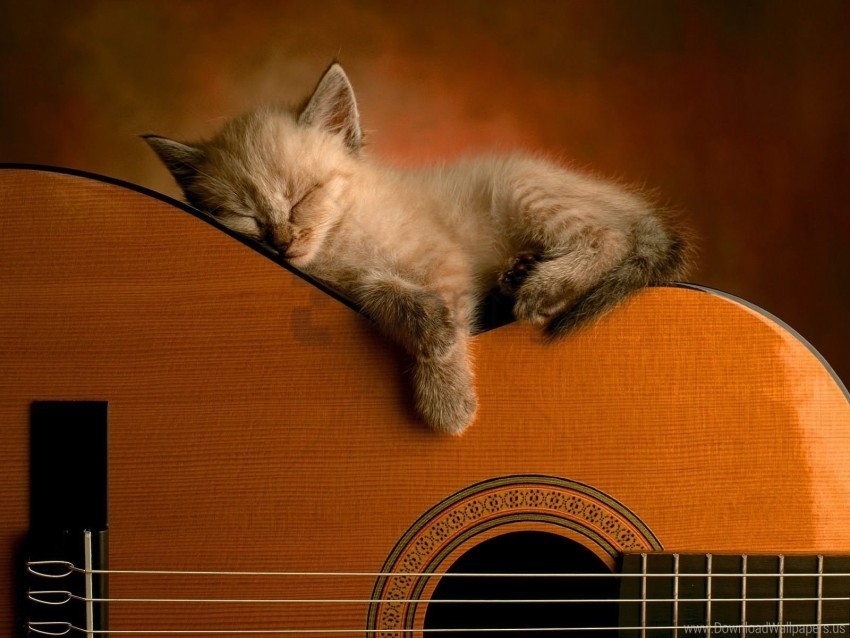 guitar kitten lie down sleep wallpaper HighResolution Transparent PNG Isolation