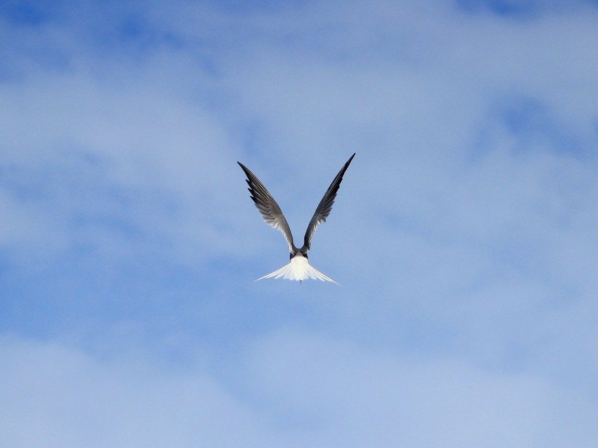 gull bird wings sky fly Transparent Background Isolation in PNG Format