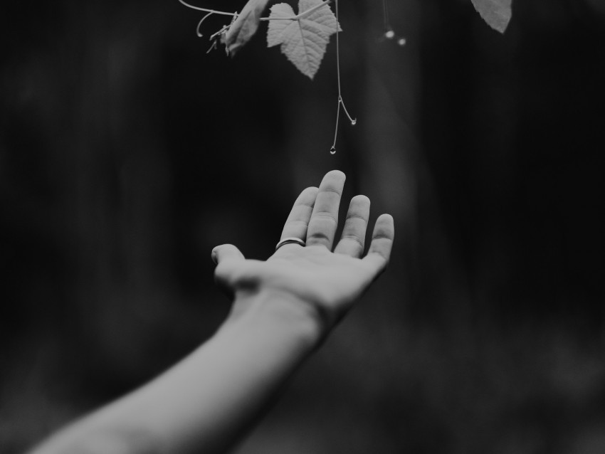 hand plant bw leaves drops vine Isolated Item on Clear Transparent PNG