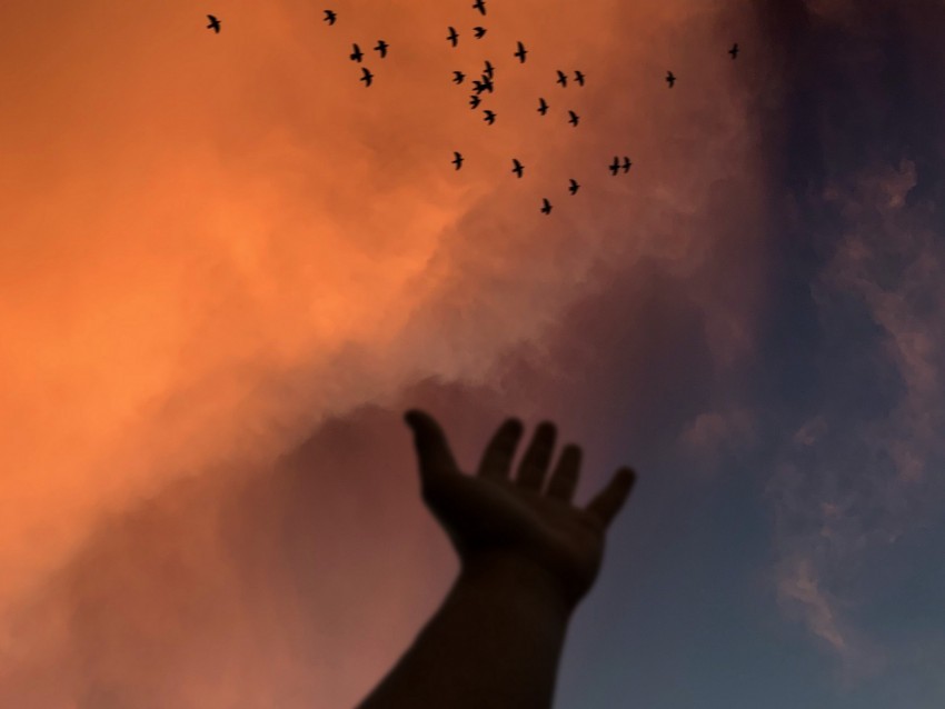 hand sky birds clouds twilight PNG images with transparent space