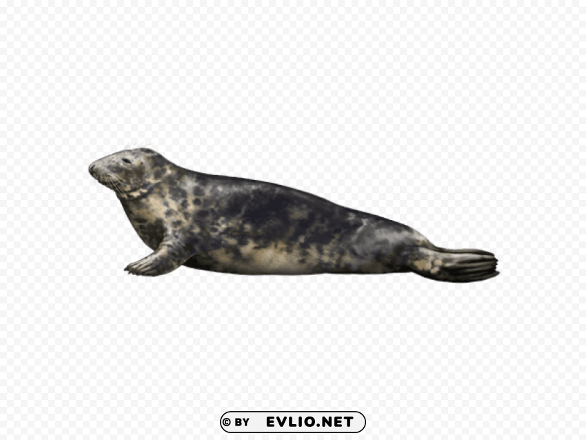 harbor seal PNG transparent graphics for download