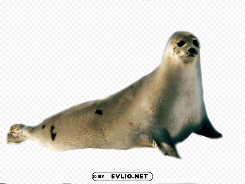 harbor seal PNG transparent photos for presentations