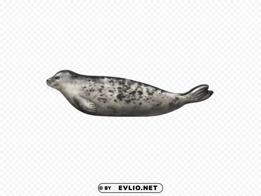 harbor seal PNG transparent photos massive collection