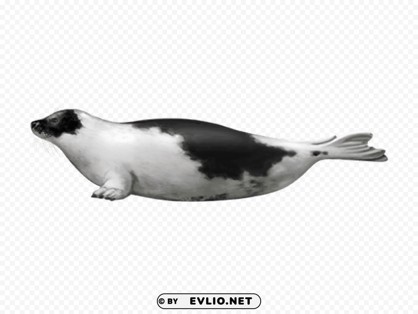 harbor seal PNG transparent pictures for editing