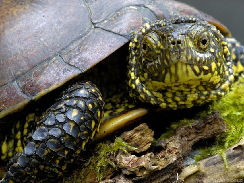 head shell tortoise wallpaper PNG images with high transparency