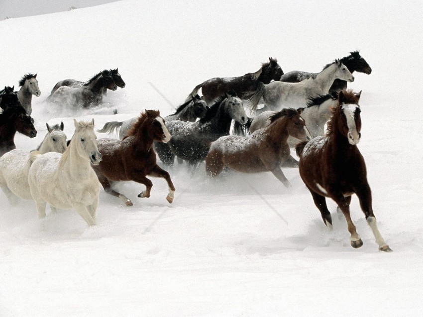 herd horse running snow wallpaper Isolated Subject on HighResolution Transparent PNG