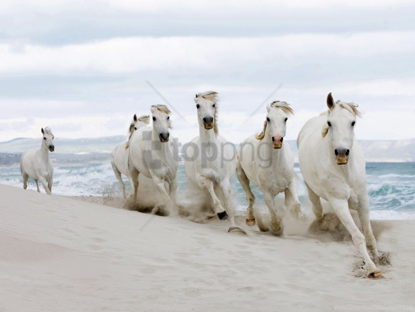 herd horses running sand wallpaper Clean Background Isolated PNG Icon