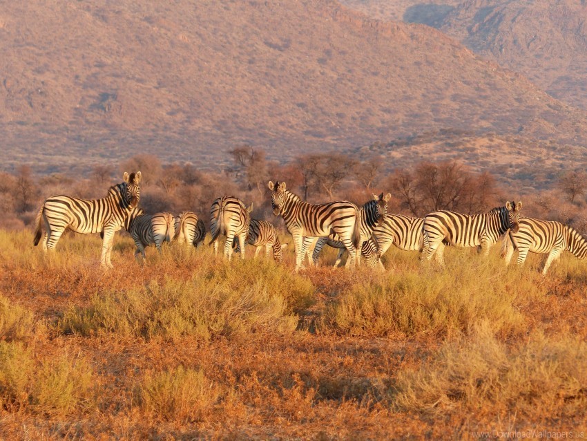 herd pasture savannah zebra wallpaper PNG pictures with no backdrop needed