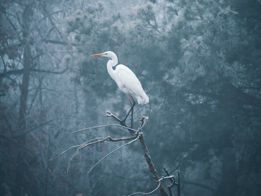 heron bird branch fog PNG Graphic Isolated with Clear Background