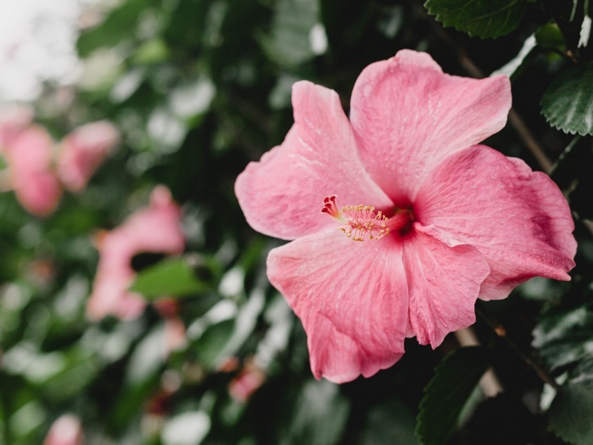 hibiscus china rose flower pink PNG transparent photos vast variety