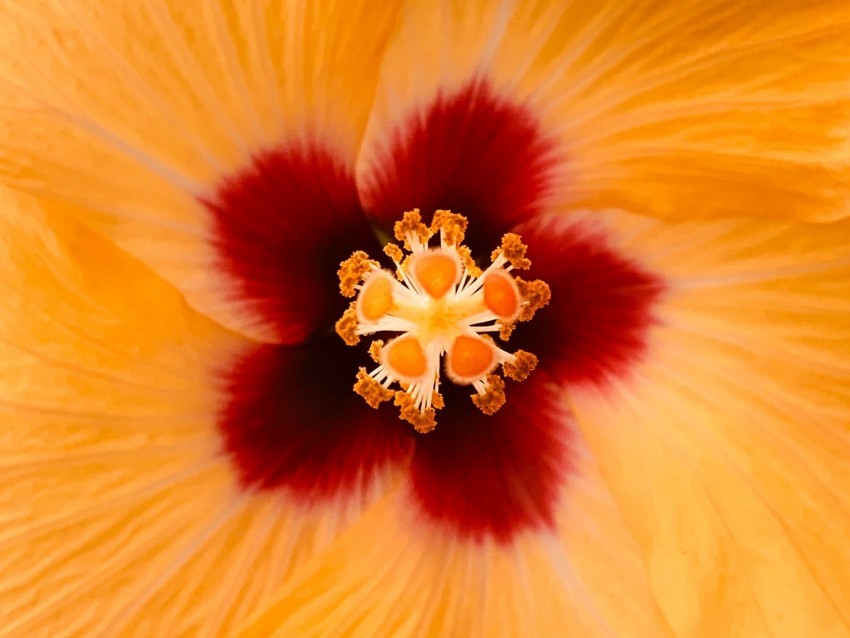 hibiscus flower yellow macro closeup PNG images for mockups