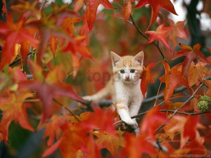 hiding kitten leaves wallpaper PNG files with no backdrop required
