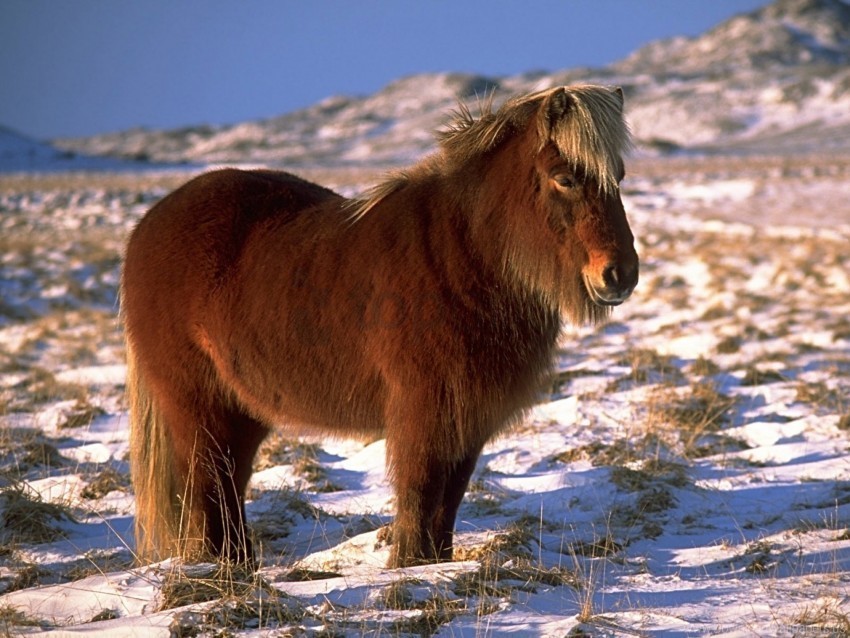 horse pony snow wallpaper PNG download free