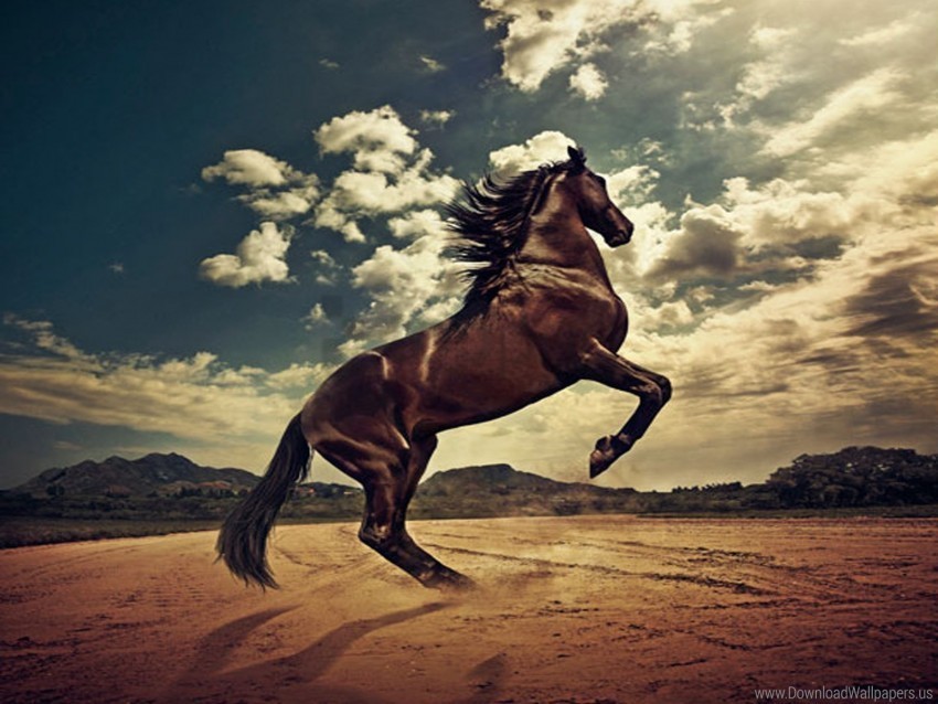 horse rising wallpaper Isolated Artwork on HighQuality Transparent PNG