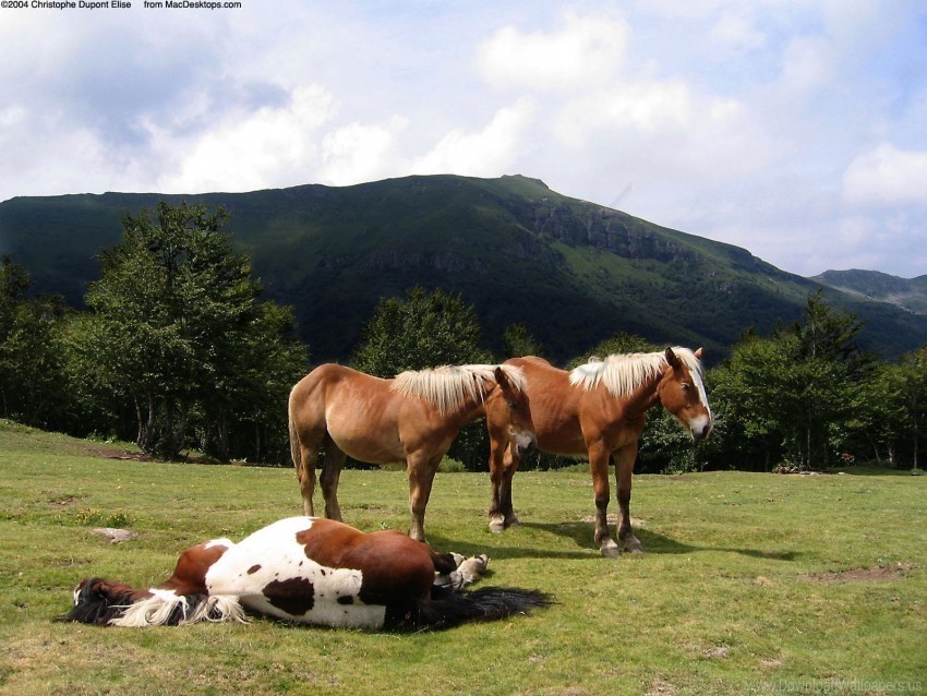 horse sleeping wallpaper Isolated Object on Transparent PNG