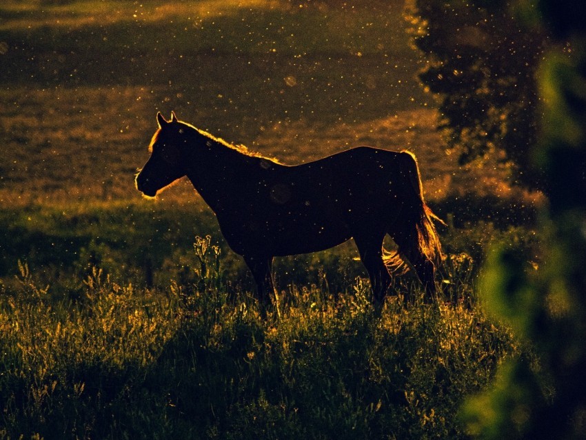horse sunset silhouette dark meadow nature PNG images with transparent canvas variety