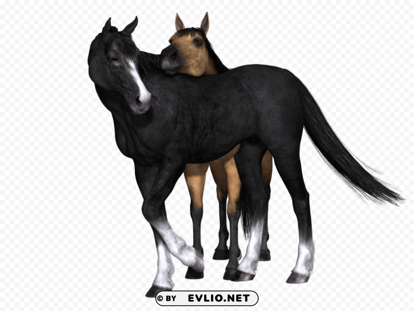 horses black horse looking back Isolated Design Element on Transparent PNG