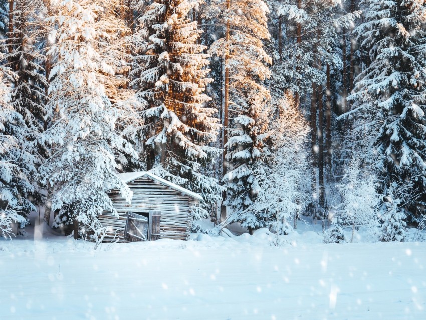 house snow trees winter snowfall light Isolated PNG on Transparent Background